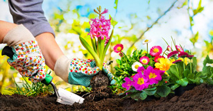 image of colorful garden